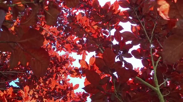Low angle POV shot looking up at the vibrant burgundy leaves of a Royal Purple Smoke Tree (Cotinus coggygria) against a clear blue sky. Sunlight illuminates the deep red translucent foliage.