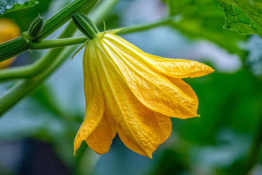 Vibrant yellow blossom of a garden squash plant surrounded by green leaves and stems in a natural outdoor setting with soft background blur