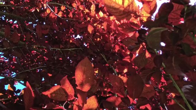 Low angle POV shot looking up at the vibrant burgundy leaves of a Royal Purple Smoke Tree (Cotinus coggygria) against a clear blue sky. Sunlight illuminates the deep red translucent foliage.