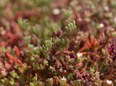 Flora of Gran Canaria - slenderleaf iceplant, Mesembryanthemum nodiflorum, natural macro floral background
