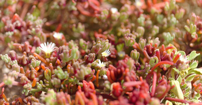 Flora of Gran Canaria - slenderleaf iceplant, Mesembryanthemum nodiflorum, natural macro floral background
