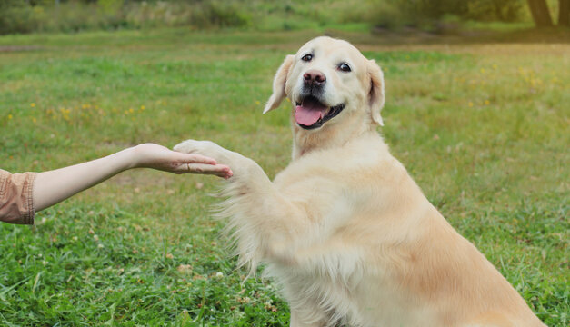 Happy owner young woman feeding Golden Retriever dog on the grass together in summer park