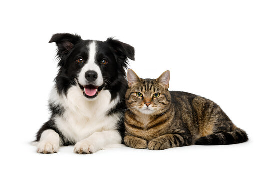 Border collie dog and tabby cat lying together isolated on white background