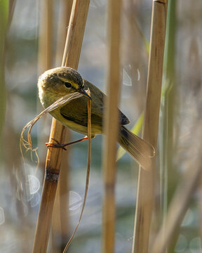 Chiffchaff Gathering Nesting Material on a Golden Reed