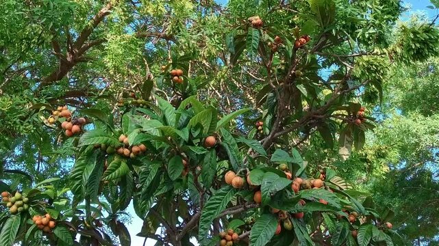 POV shot of ripe orange loquat fruits (Eriobotrya japonica) hanging on a tree with large green leaves. Close-up view of a mediterranean fruit garden under a clear blue sky on a sunny day.