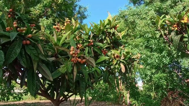 POV shot of ripe orange loquat fruits (Eriobotrya japonica) hanging on a tree with large green leaves. Close-up view of a mediterranean fruit garden under a clear blue sky on a sunny day.