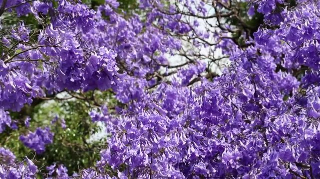 Jacaranda tree in full bloom with vibrant purple flowers in Mexico City. Spring season nature background with soft movement and natural light, urban botanical scene