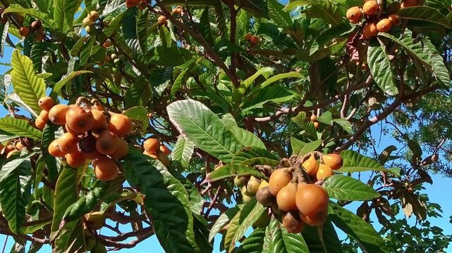 POV shot of ripe orange loquat fruits (Eriobotrya japonica) hanging on a tree with large green leaves. Close-up view of a mediterranean fruit garden under a clear blue sky on a sunny day.