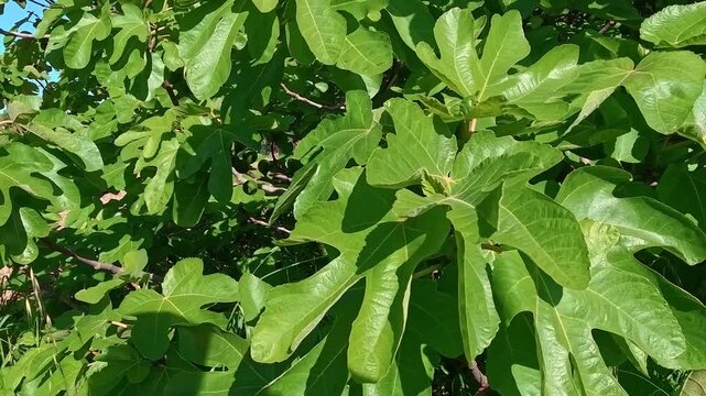 POV shot of lush green fig tree leaves under bright sunlight. Close-up view of the characteristic lobed foliage of a Ficus carica tree in a Mediterranean garden on a clear summer day.