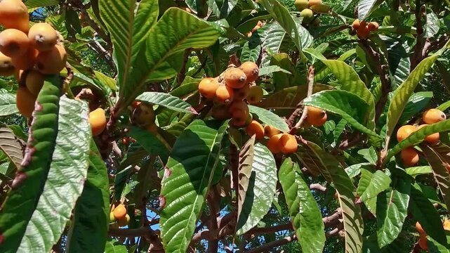 POV shot of ripe orange loquat fruits (Eriobotrya japonica) hanging on a tree with large green leaves. Close-up view of a mediterranean fruit garden under a clear blue sky on a sunny day.