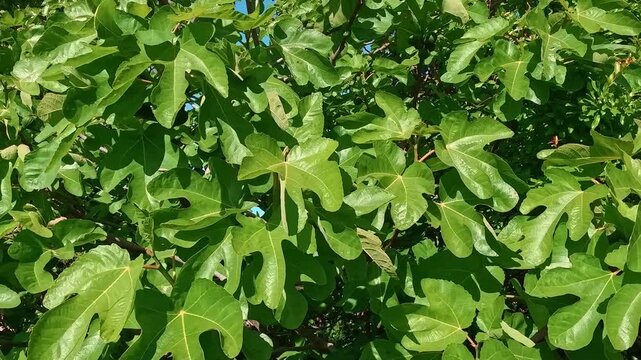 POV shot of lush green fig tree leaves under bright sunlight. Close-up view of the characteristic lobed foliage of a Ficus carica tree in a Mediterranean garden on a clear summer day.