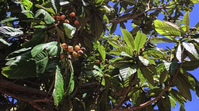 POV shot of ripe orange loquat fruits (Eriobotrya japonica) hanging on a tree with large green leaves. Close-up view of a mediterranean fruit garden under a clear blue sky on a sunny day.