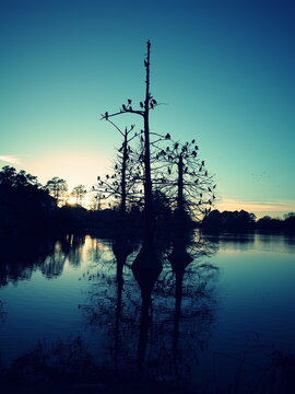A serene wide-angle scenic view of University Lake at Louisiana State University (LSU) in Baton Rouge.
