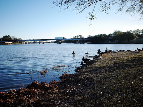 A serene wide-angle scenic view of University Lake at Louisiana State University (LSU) in Baton Rouge.