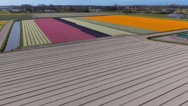 Aerial drone view of colorful Dutch tulip fields in spring. Vibrant rows of pink, orange, and yellow flowers contrast with freshly prepared sandy soil and farm canals under a clear blue sky.
