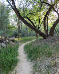 Fototapeta premium Winding Forest Trail with Dirt Path and Arching Trees – Scenic Nature Path