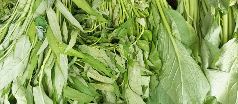 Fresh Green Water Spinach And Mustard Greens
