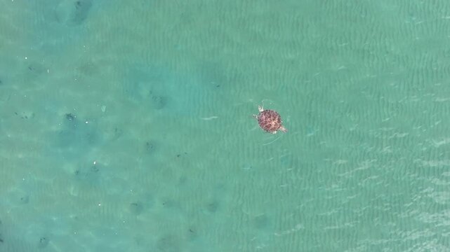 Turtle swimming in crystal clear water Australia