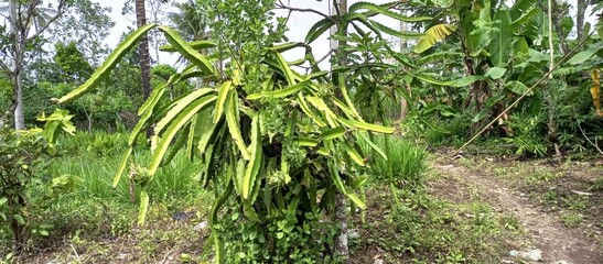 Obraz premium Winged Bean or Kecipir Plant Growing In Tropical Backyard
