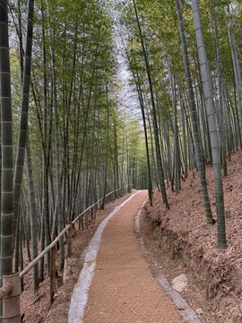 대나무숲