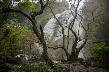 Dramatic tropical waterfall seen through twisted trees in misty rainforest. Moody natural landscape with lush vegetation, rocks, and flowing water, ideal for adventure and nature themes. © IndyTimePhoto