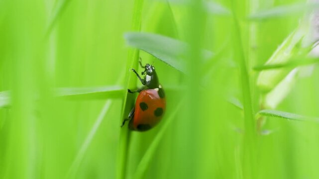 草の間に隠れたテントウムシ