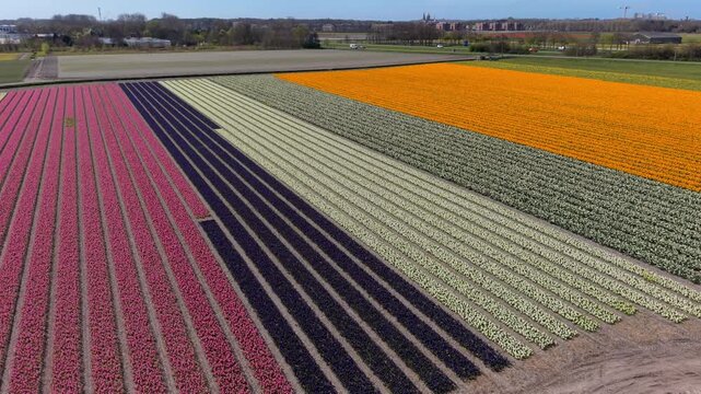Stunning aerial view of Dutch tulip fields in full bloom. Vibrant pink, deep purple, and bright orange flower rows create a geometric pattern alongside sandy farm soil under a clear spring sky.