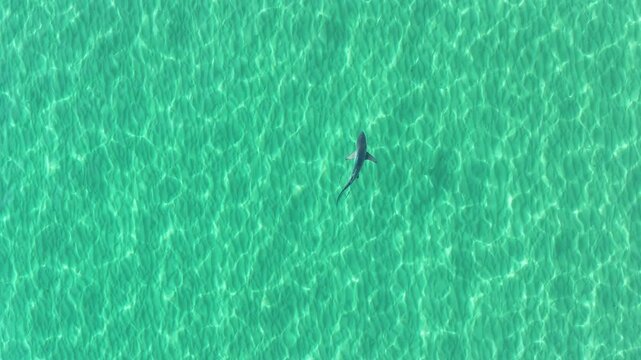 shark swimming in crystal clear water Australia coastline