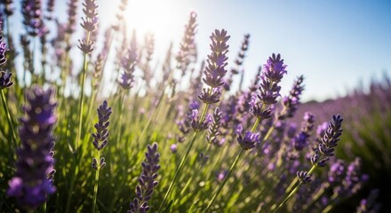 Obraz premium Lavender flowers blooming in sunlight against a clear blue sky