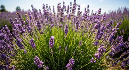 Obraz premium Lavender flowers blooming in vibrant purple against a sunny sky
