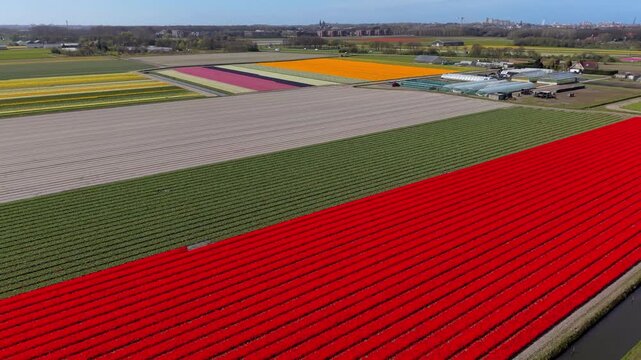 Vibrant aerial shot of colorful tulip fields in the Netherlands. Perfectly straight rows of red, yellow, and purple flowers bloom next to greenhouses and canals in the scenic Dutch countryside.