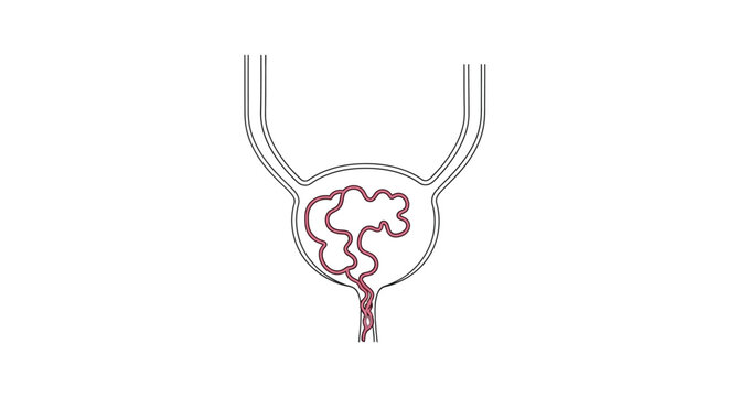 An illustration of the human urinary bladder and urethra, depicting the internal structure of the organ and its connection to the kidneys