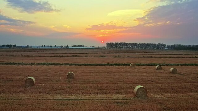 Sunset over harvested agricultural field with round hay bales in rural countryside