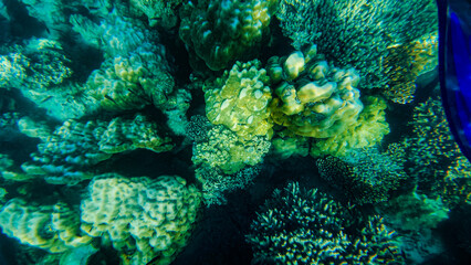 Naklejka premium Reef under the sea in Myanmar sea