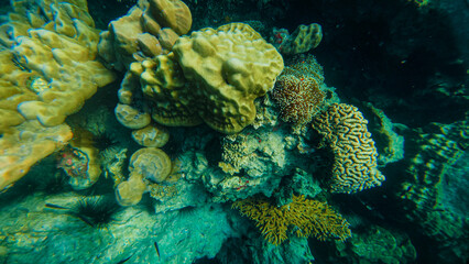 Reef under the sea in Myanmar sea © Dusadeephan Phajee
