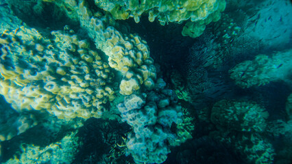Fototapeta premium Reef under the sea in Myanmar sea