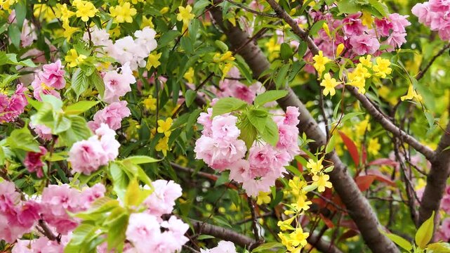 大阪府池田市　川沿いに咲く八重桜