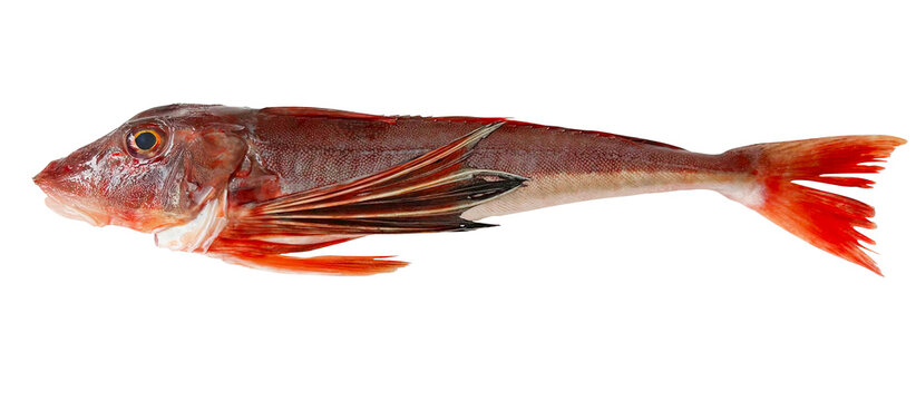 ホウボウ（魴鮄） 全身の切り抜き。新鮮な高級魚・魚介類・お食い初め・和食の食材 (Bluefin searobin whole body isolated. Fresh premium fish for celebratory meals or Japanese cuisine)