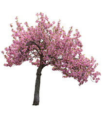 Fototapeta na wymiar An isolated Cherry Blossom tree on a transparent background.