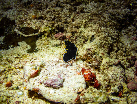 reef under the sea Hancock&rsquo;s flatworm or Halloween flatworm