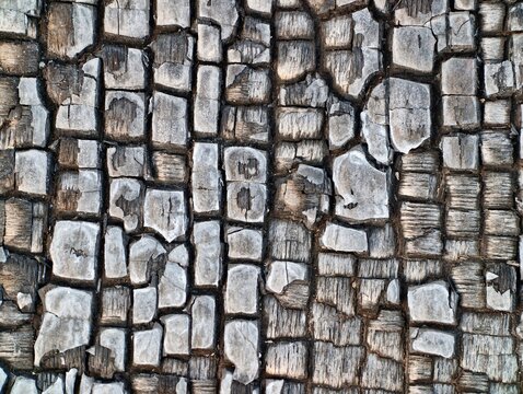 Scorched timber with deep cracks. Closeup of charred wood showing fissures and ash grey tones