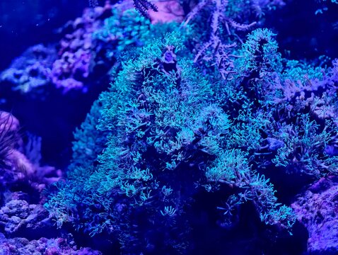 Underwater fluorescent reef with lush coral colonies glowing vividly beneath blue illumination