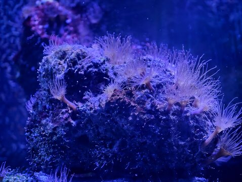 Vivid ocean scene highlighting textured coral surfaces and miniature marine creatures thriving within
