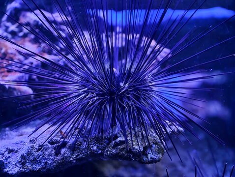 Sea urchin details. Centered black sea urchin with radiating spines detailed in aquatic environment