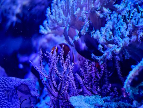 Tranquil microhabitat showcasing tiny fish and anemone amid textured reef and gentle turquoise illumination