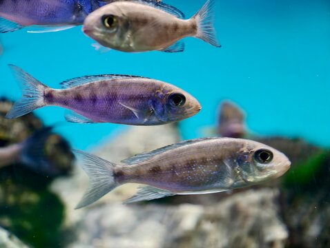 Shimmering fish movement. Reflective scales and synchronized swimming create mesmerizing ocean spectacle