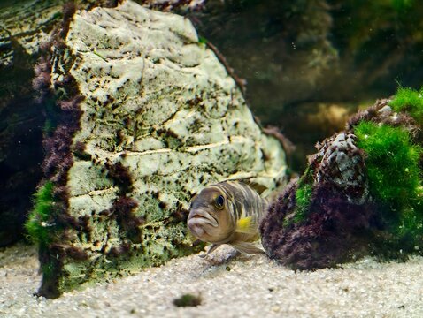 Marine fish peering from rocky hideout. Underwater fish observe from hidden rocky shelter in sand