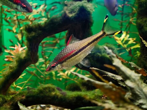 Peaceful underwater environment captured with sleek fish darting around aquatic plants and wood structures