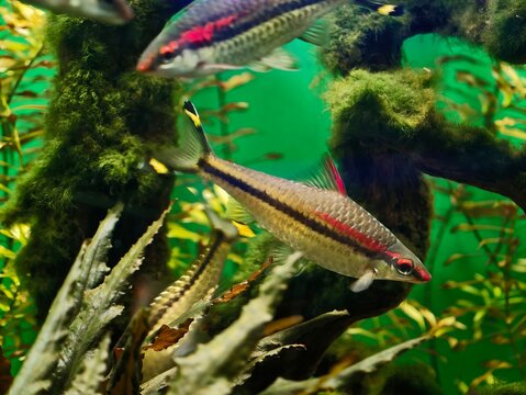 Calm rasbora couple near decor elements. Harmonious rasbora duo moves gently in aquatic setting