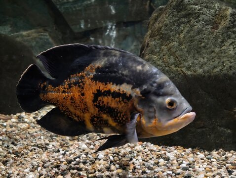 Bold orange and black fish. Closeup of large oscar cichlid showcasing bold colors and fierce gaze